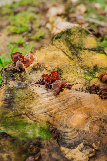 2023年春天，南佛罗里达州一个腐烂的树桩上长满了剥落的树皮和各种各样的真菌图片下载