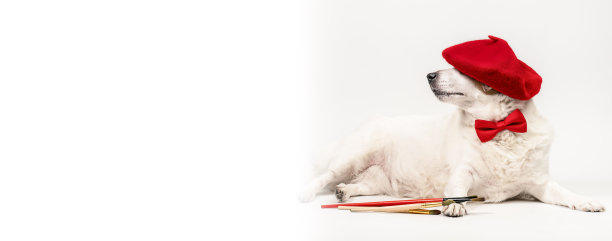 一只带流苏的红色贝雷帽的狗躺在白色的背景上。创意的概念，艺术。有文字空间的横幅。图片下载