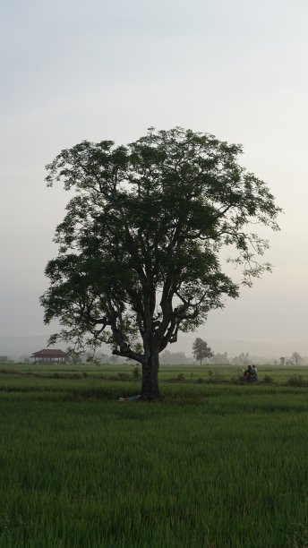 稻田上的树图片下载