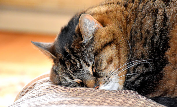 睡觉的猫图片下载