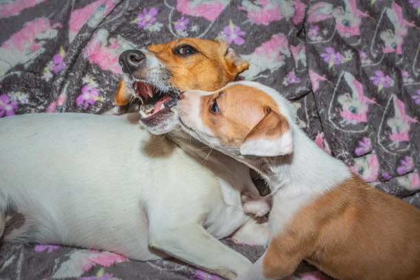 棕色和白色的杰克罗素和斗牛梗小狗玩耍，开普敦，南非图片下载