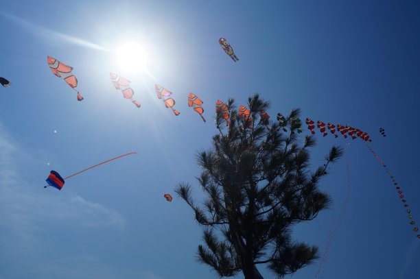 鱼形风筝图片下载