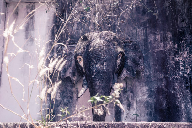 墙上的大象雕塑。泰国的佛教寺庙图片下载