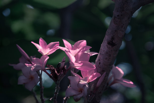 一朵奇异的花。鸡蛋花。泰国的热带粉红色花。普吉岛图片下载