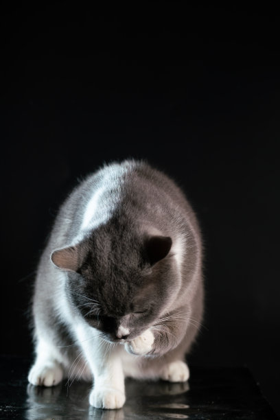 寻找食物的英国短毛猫图片下载