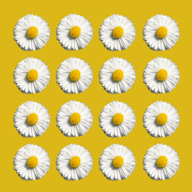 白色雏菊，黄底洋甘菊图案。图片下载