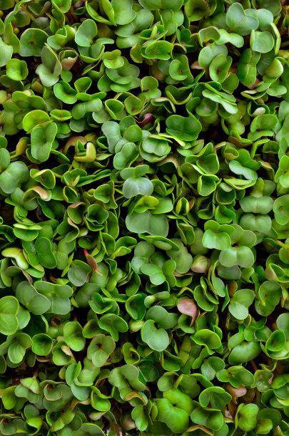 嫩绿的萝卜嫩叶的纹理图片下载