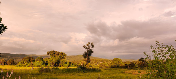 以树和山为背景的草地景观图片下载