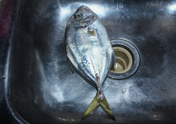 水池里的鱼看起来很新鲜图片下载