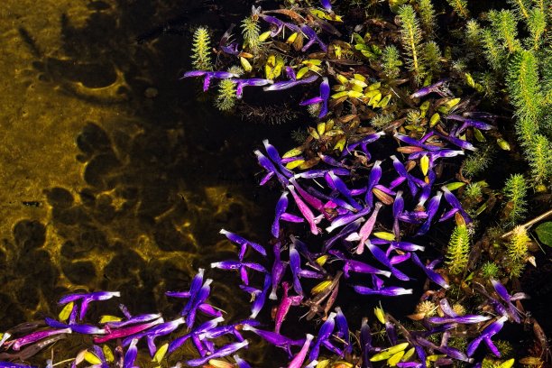 鲜艳的紫色花朵漂浮在加利福尼亚州圣马力诺亨廷顿图书馆和花园的池塘里图片下载