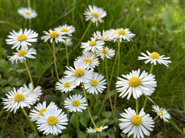 洋甘菊花在新鲜的绿草股票照片图片下载