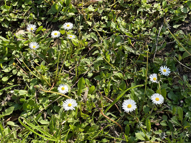 洋甘菊花在新鲜的绿草股票照片图片下载