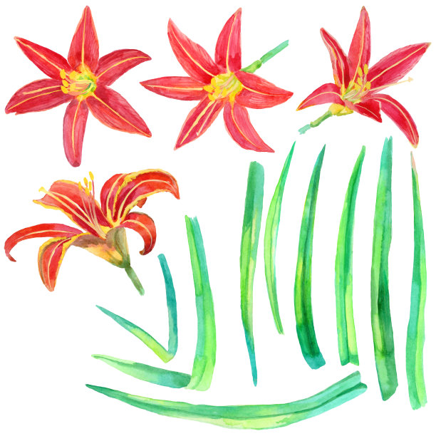 一套萱草图片下载