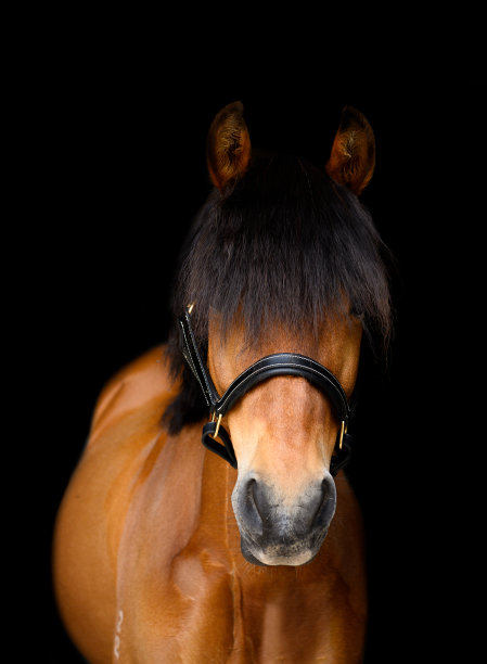 有很多鬃毛的海湾邋遢小马的肖像图片下载
