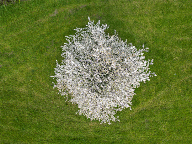 鸟瞰盛开的樱花树图片下载