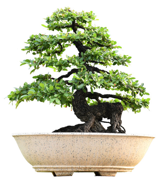 盆栽小盆景是一种爱好，在白色的背景上装饰花园图片下载