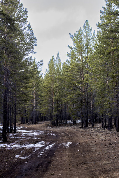混合林地桦树，云杉，雪松与雪在春天图片下载