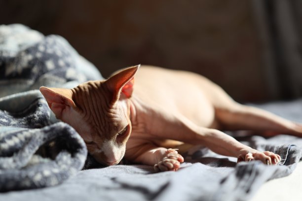 光着身子的猫躺在床上图片下载