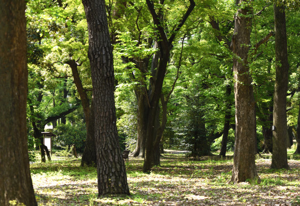 春天的公园图片下载