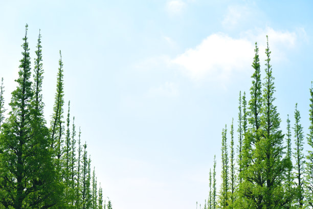 一排银杏树在春天发芽图片下载