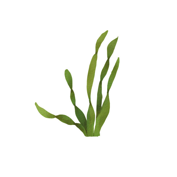 绿色的水下藻类。海洋植物的水彩插图。长旋藻。卡通风格。岛集合。该图适用于作文、设计、明信片、动物园。图片下载