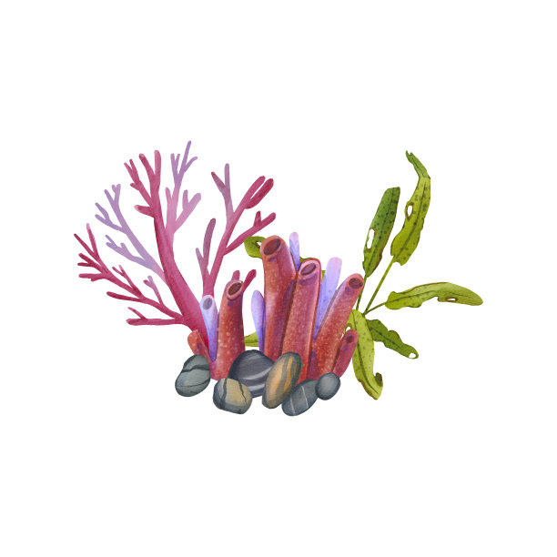珊瑚和藻类在石头底部孤立在白色背景。海洋水下植物的水彩插图。绿藻和粉色珊瑚丛。适用于明信片、包装、标签。图片下载