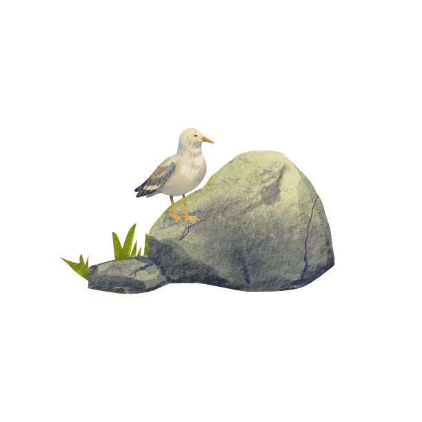 一只海鸥坐在一块石头上望着远方。这只鸟的水彩画。一只行走的鸟，又大又灰。卡通风格。夏天的主题。适用于明信片、包装、设计。图片下载