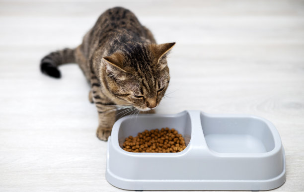 虎斑猫在地板上吃碗里的干猫粮图片下载