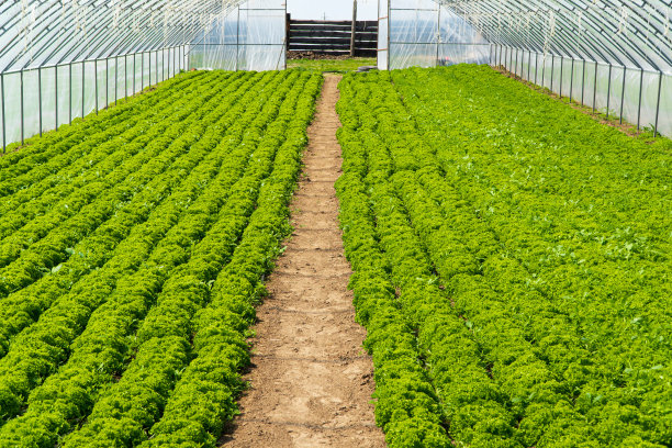 温室里种植的莴苣。农业温室或隧道的内部图片下载