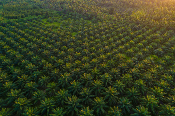 油棕platation田日落轻农业产业图片下载