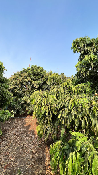 龙眼的树图片下载