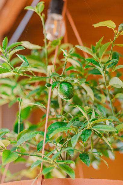 2023年春天，在南佛罗里达州的一个户外悬挂篮子里，一棵明亮的绿色石灰植物的特写照片，叶子茂盛，深绿色的石灰和白色的花。|户外悬挂小餐馆的背景灯图片下载