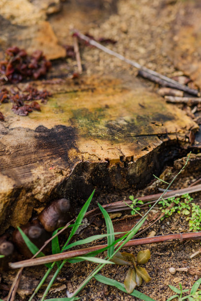 2023年春天，南佛罗里达州一个腐烂的树桩上长满了剥落的树皮和各种各样的真菌图片下载