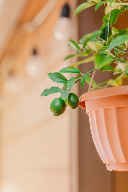 2023年春天，在南佛罗里达州的一个户外悬挂篮子里，一棵明亮的绿色石灰植物的特写照片，叶子茂盛，深绿色的石灰和白色的花。|户外悬挂小餐馆的背景灯图片下载