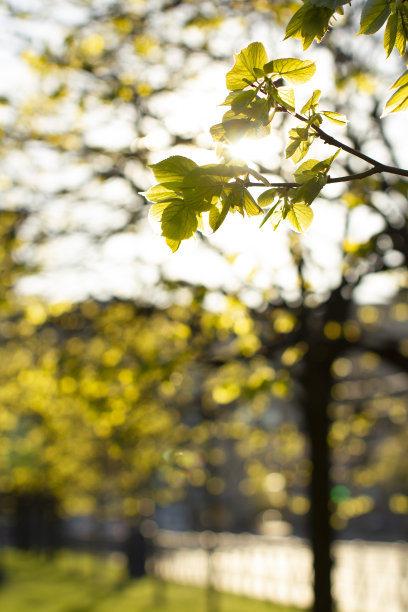 水彩画，抽象春景。图片下载