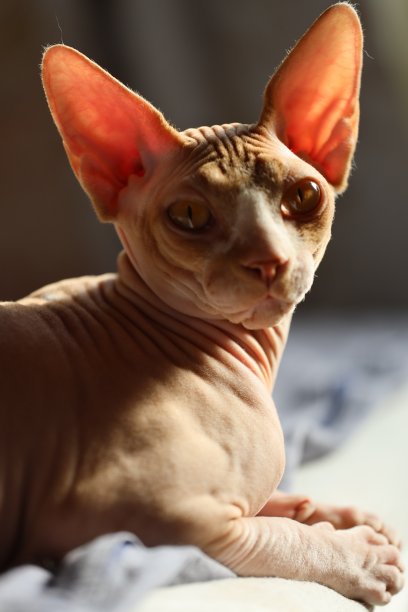 猫种加拿大斯芬克斯躺在床上图片下载
