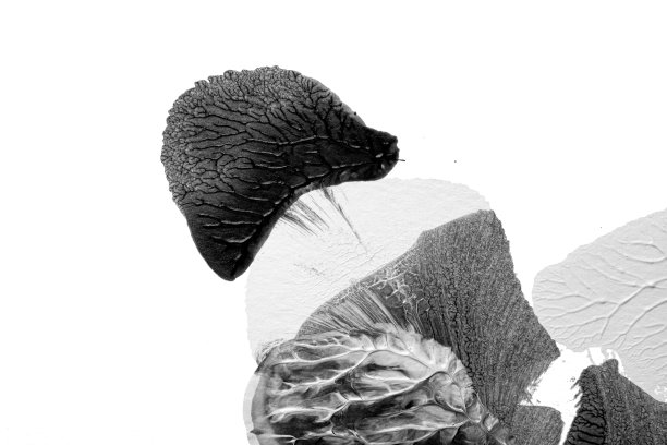 用罗夏墨迹法在白纸背景上画黑白抽象丙烯色纹理图片下载