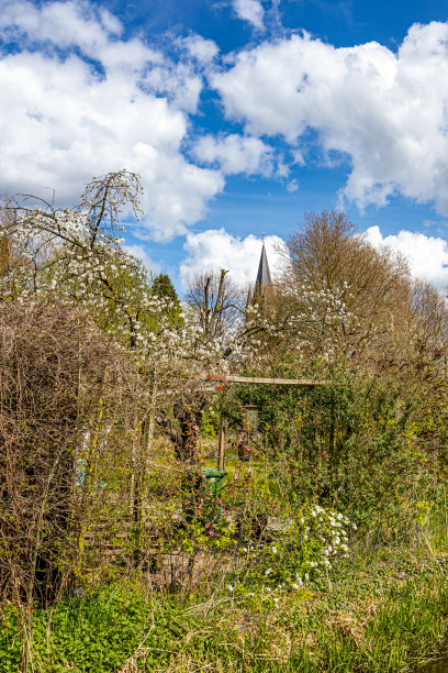 春天的景观野生植物，灌木丛生长杂乱，开花和光秃秃的树在背景图片下载