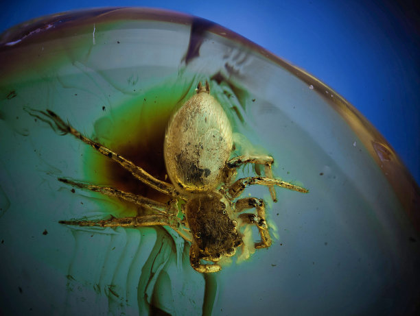 波罗的海琥珀中的节肢动物，跳蛛(跳蛛科，蜘蛛目)图片下载