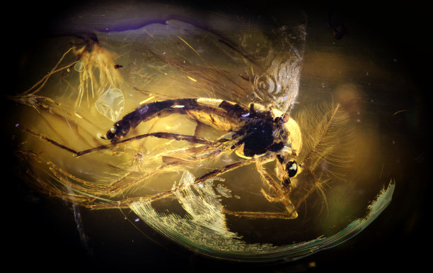 波罗的海琥珀中的昆虫包含，雄性不咬人蠓(手蛾科，双翅目)图片下载