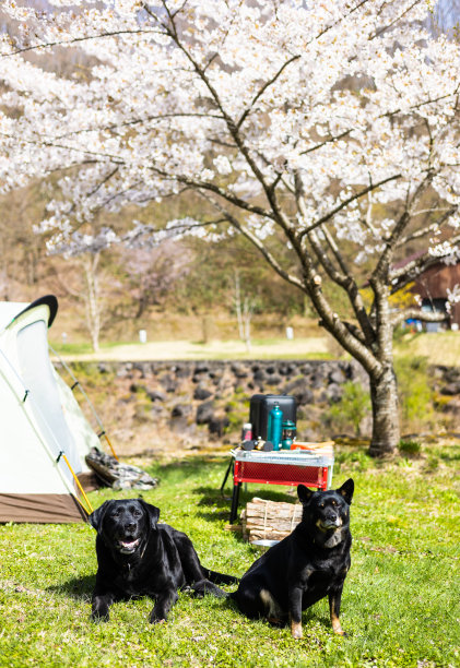 和宠物狗在樱花树下露营图片下载