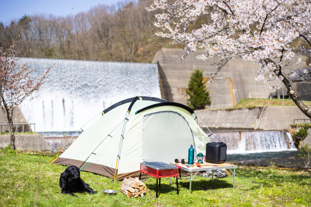 和宠物狗在樱花树下露营图片下载