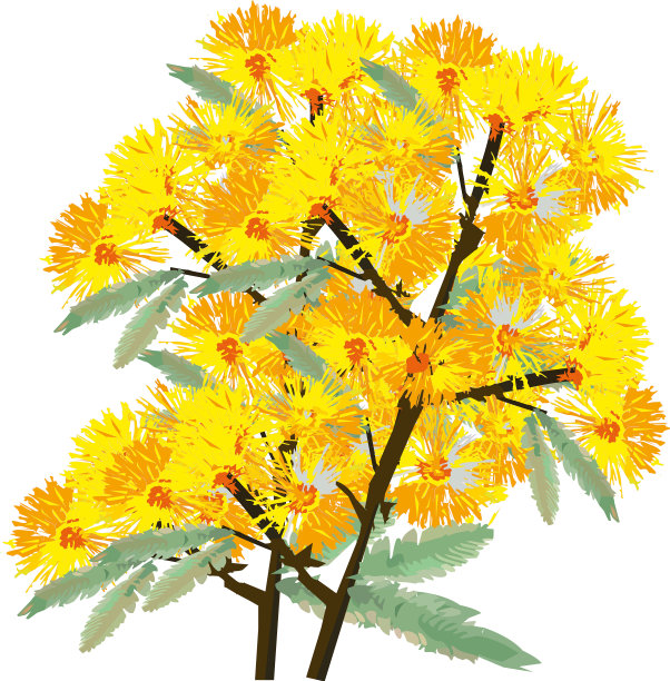 含羞草花象征妇女节含羞草花图片下载