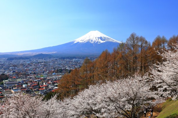 春天樱花盛开的富士山景色图片下载