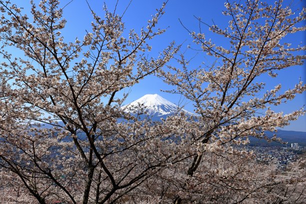 春天樱花盛开的富士山景色图片下载
