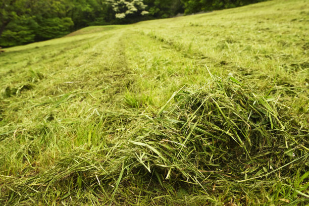草坪修剪过的广场。修剪过的草坪，小草特写。图片下载
