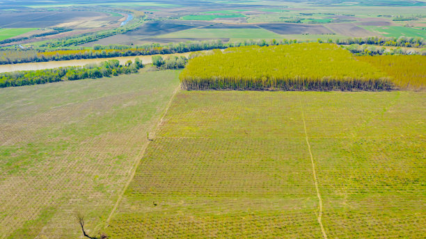 鸟瞰景观，种植园，Tisza河旁的年轻的绿树农田图片下载