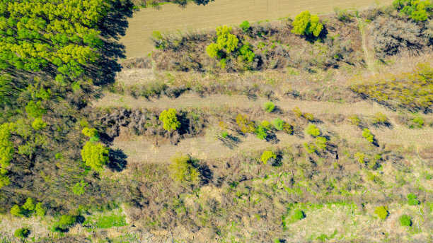 从空中俯瞰森林景观图片下载