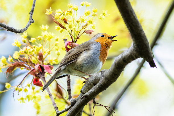 欧洲知更鸟图片下载