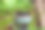 中国园林中的盆栽植物特写图片下载